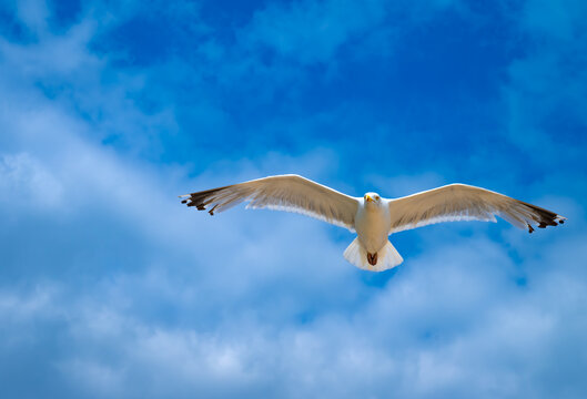 Adult herring gull (Larus argentatus) gliding with fully outstretched wings against a vivid blue and cloudy summer sky in Southwold, Suffolk, England.