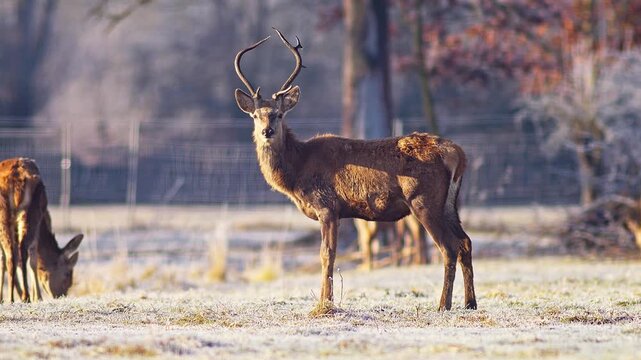 Adult Male Red Deer Stag Bull Basking Warming in Frosty Winter Sunrise Sunlight at German Forest Edge Wildlife, 4K Documentary Footage One Animal Cold Nature