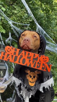 Cute dog in a festive costume sits with Halloween decorations. Black lanterns, skull candles, spider webs and pumpkin. Symbolizes Halloween fun. Ideal for holiday and pet content