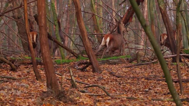 Herd of majestic red deer running through a dense autumn forest with fallen leaves on the ground