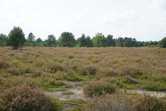 Panorama of a field or meadow of heather flowers (Calluna vulgaris) in Sch&ouml;nower Heide, Brandenburg, Germany