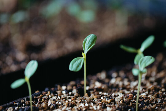Close-up of seedlings with two dicotyledon leaves emerging from a fertile soil mix in a nursery propagation tray in a greenhouse