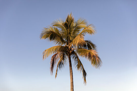 Close-up of the top of a palm tree against a blue sky, Noosa Main Beach, Sunshine Coast, Queensland, Australia
