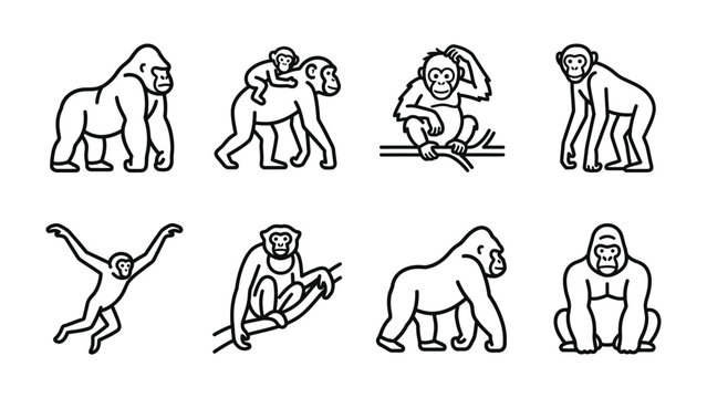 Primate Collection: A series of minimalist line art illustrations depicting various primates in different poses, showcasing the diversity of ape and monkey species.