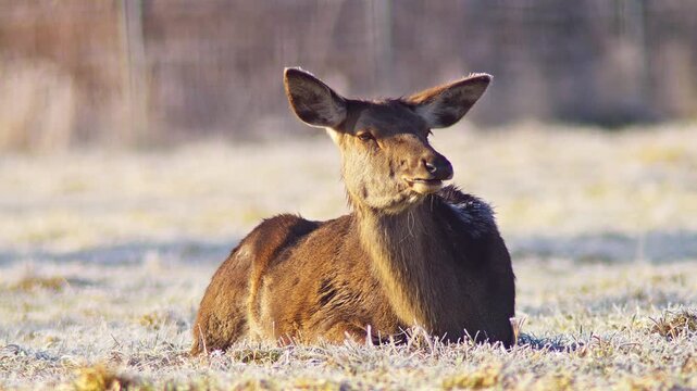 Adult Female Red Deer Hind Basking in Warm Winter Sunrise Sunlight at German Forest Edge, 4K Wildlife Documentary Footage One Animal Cold Weather Nature