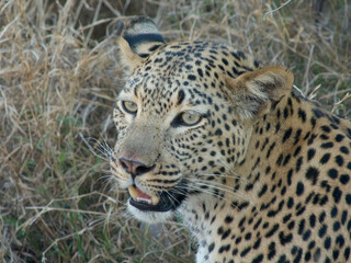 Obraz premium Leopard portrait in Botswana