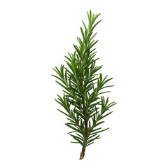 Fototapeta premium A vibrant green sprig of fresh rosemary, a fragrant culinary herb, isolated on a clean transparent background.