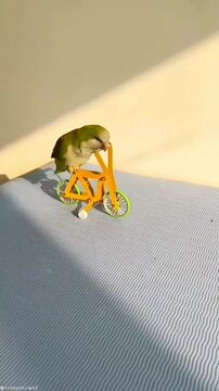 Parrot Riding a Bicycle and Performing Tricks