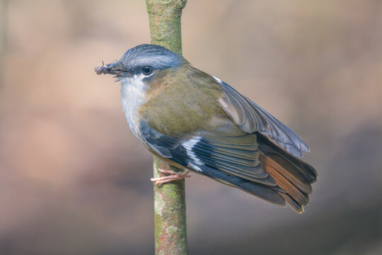 Close-up side view of a wild grey-headed robin (Heteromyias cinereifrons) perched on a branch with an insect in its mouth, Queensland, Australia