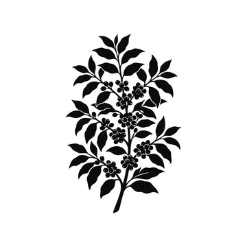 Coffee tree plant with ripe coffee beans and green leaves silhouette