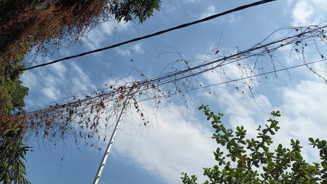 Low angle view of overhead utility cables heavily overgrown with dried climbing vines, framed by lush green tree foliage against a bright blue sky with scattered clouds