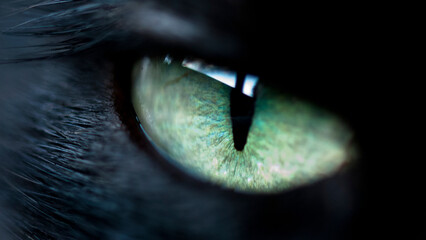 Extreme closeup of mysterious black cat with striking green eye. © Rida