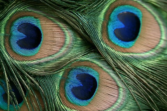Macro closeup of vibrant green and blue peacock feathers showing intricate natural patterns