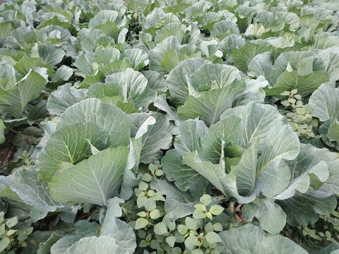 Fresh green cabbage plants growing densely in a healthy outdoor vegetable garden field