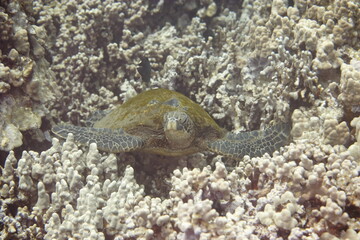 Green Sea turtle in a coral reef near Hawaii © willtu