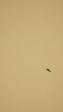 Seagulls flying sky Silhouette of birds soaring through a hazy golden atmosphere at sunset creating a peaceful and serene nature scene