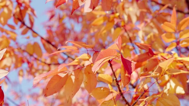 Natural autumn leaves. Autumn nature in the park. Fall season nature. Fall leaves of tree outdoor. Autumn leaves. Nature in fall season. Autumnal leaf. Seasonal leaves on tree. Seasonal foliage