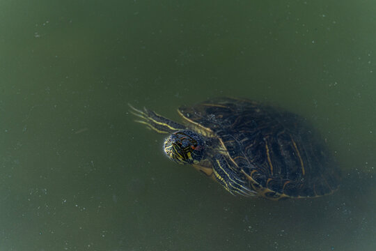 Close-up side view of a turtle swimming in a lake with green water, Georgia