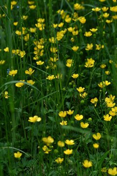 Kwitnący pośr&oacute;d trawy leśnej łąki jaskier rozłogowy (Ranunculus repens)