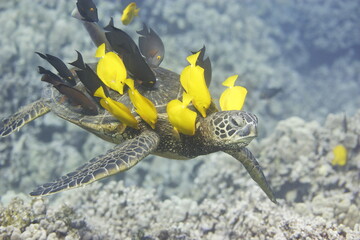 Green sea turtle being cleaned by fish above a coral reef off the coast of Hawaii © willtu