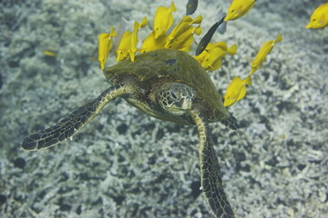 Green sea turtle being cleaned by fish above a coral reef off the coast of Hawaii © willtu