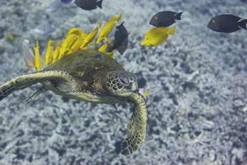 Green sea turtle being cleaned by fish above a coral reef off the coast of Hawaii © willtu