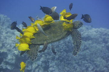 Green sea turtle being cleaned by fish above a coral reef off the coast of Hawaii © willtu