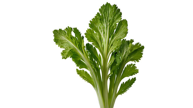 parsley isolated on white background