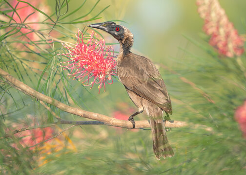 Close-up rear view of a wild hornbill friarbird (Philemon yorki) perched on a flowering Grevillia plant looking sideways, Cape York, Queensland, Australia
