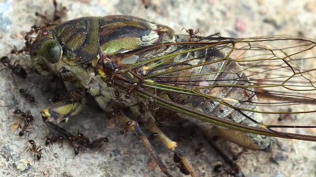 Ants Swarming a Dead Cicada on Concrete Surface