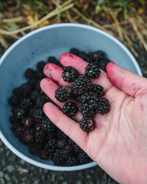 Overhead view of a bowl of freshly picked blackberries and a man holding a handful of berries, Ireland