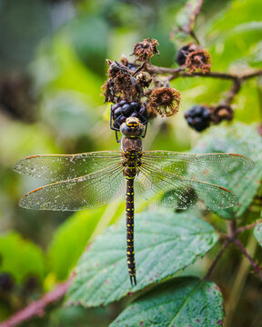 Close-up of a dragonfly on a blackberry bush with dew-covered wings, Ireland
