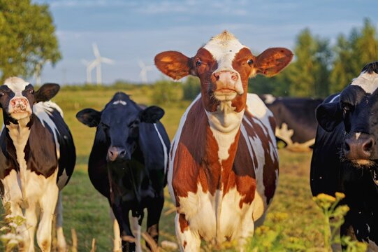 Four calves standing side by side in a field on a summer day with wind turbines in the background, East Frisia, Lower Saxony, Germany