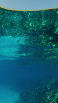 Vertical footage, Full Beak or Red Sea houndfish, Tylosurus choram, swimming in clear turquoise water with reflections on the surface at calm time, close up