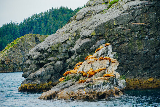 Cute sea lions seals are sleeping in a rock in Alaska, some hurted seals with chips for tracking