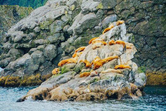 Cute sea lions seals are sleeping in a rock in Alaska, some hurted seals with chips for tracking