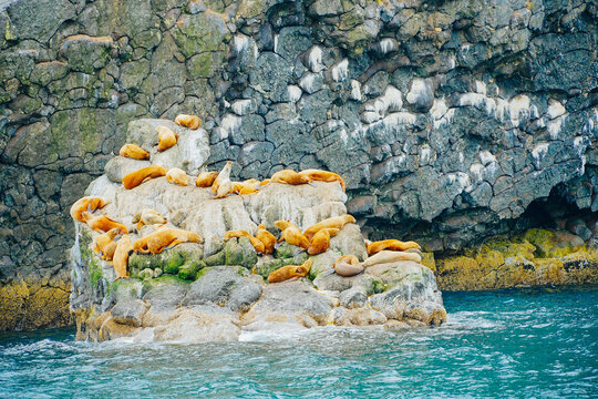 Cute sea lions seals are sleeping in a rock in Alaska, some hurted seals with chips for tracking