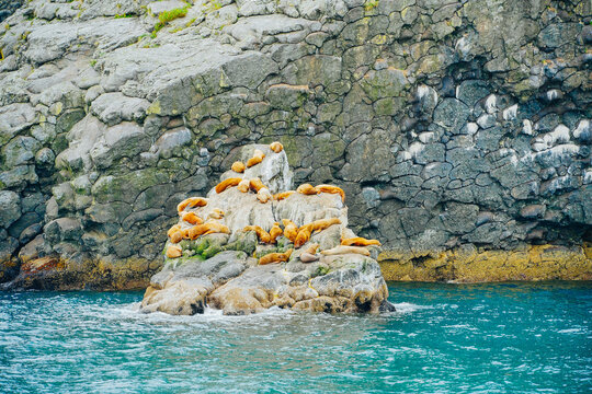 Cute sea lions seals are sleeping in a rock in Alaska, some hurted seals with chips for tracking