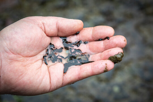 Overhead view of a man standing by a pond holding a handful of Newly hatched tadpoles, County Kildare, Ireland