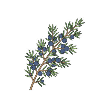 Branch of juniper featuring green pine needles and blue berries isolated on white background vector design.