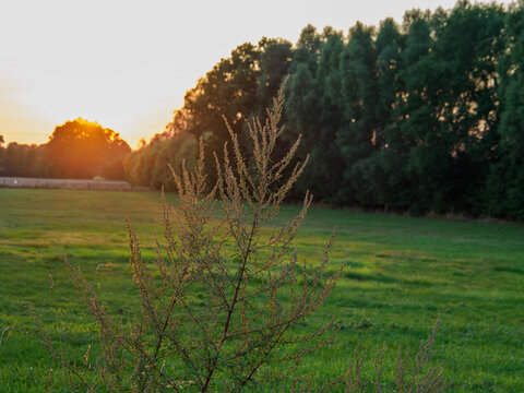 sommerabend im M&uuml;nsteralnd