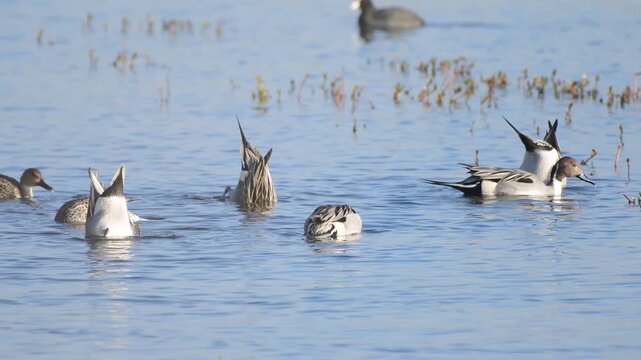 Northern Pintail Ducks Dabbling and Upending in Shallow Wetland Water