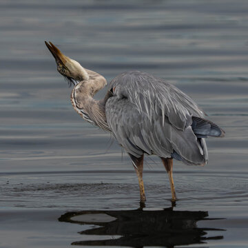 Close-up Side view of a Great Blue Heron (Ardea hernias) standing in shallow water with a twisted neck ready to strike, Vancouver Island, British Columbia, Canada