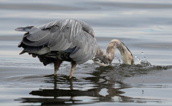 Close-up Side view of a Great Blue Heron (Ardea hernias) standing in shallow water fishing, Vancouver Island, British Columbia, Canada