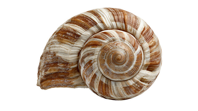 Snail shell with brown and white stripes isolated on transparent background
