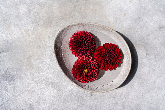 Close-up overhead view of three dark red Pompon Dahlias  flower heads in a grey ceramic bowl on a grey concrete table