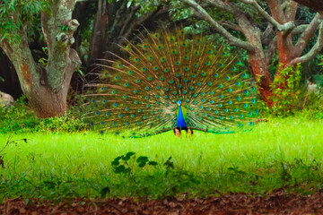 A vibrant male peacock stands centered in a lush, green forest clearing with its massive tail feathers fanned out  © Saidur