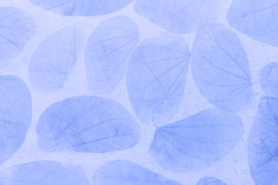 Blue leaves pattern on paper background, closeup natural leaves texture background