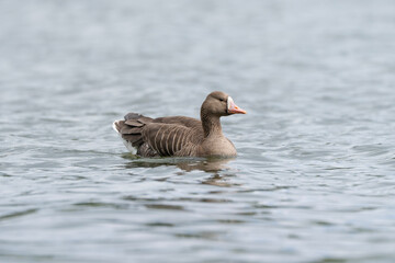 Greater white-fronted goose in a lake, Anser albifrons © nexusby