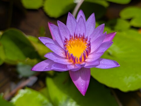 A breathtaking shot of the Nil Manel (Blue Water Lily), the national flower of Sri Lanka, blooming gracefully in a tranquil pond. The vibrant purple-blue petals and gold center stand out naturally aga